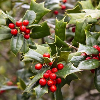 ilex-aquifolium-180808.jpg