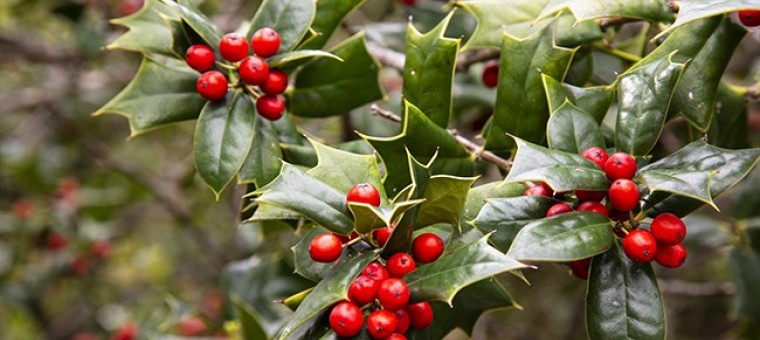 ilex-aquifolium-180808.jpg