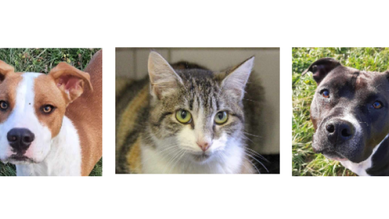 Deux jeunes chiens et une chatonne pour le dernier samedi de l'année !