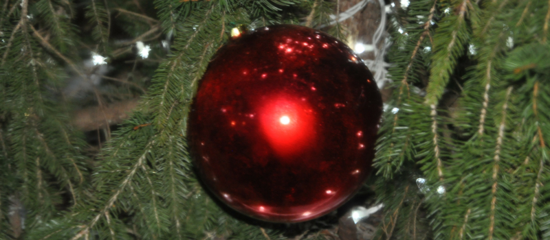 Que faire de votre sapin après les fêtes ?