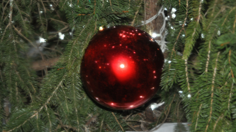 Que faire de votre sapin après les fêtes ?
