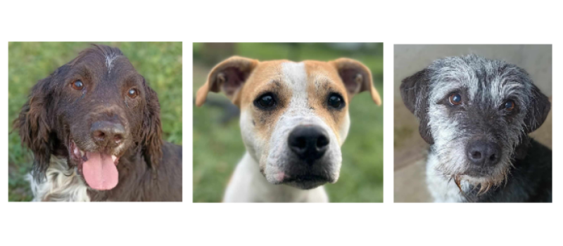 Toffee, Cannelle et Lost à la une cette semaine !