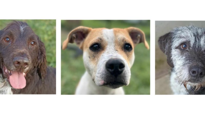 Toffee, Cannelle et Lost à la une cette semaine !