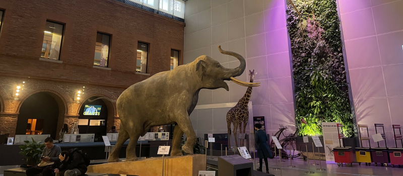 La chronique de Neyla : le Muséum de Toulouse, un lieu de savoir et de sensibilisation