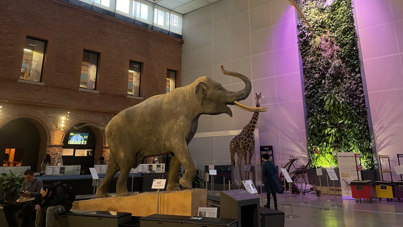 La chronique de Neyla : le Muséum de Toulouse, un lieu de savoir et de sensibilisation