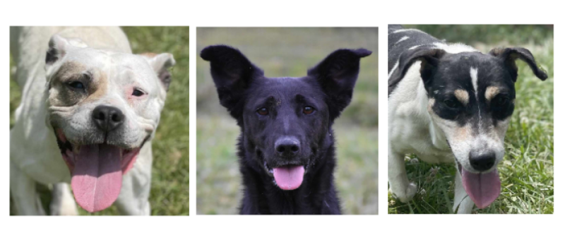 Maya, Venus et Lucky vous attendent à la SPA du Gers !