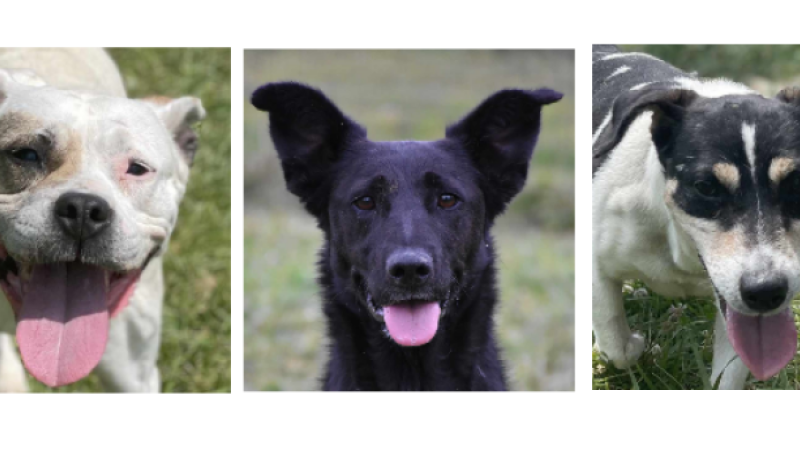 Maya, Venus et Lucky vous attendent à la SPA du Gers !