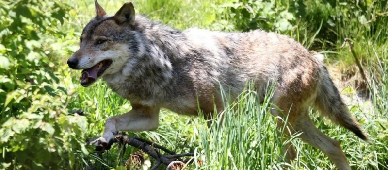 Loup y es-tu? Le loup refait parler de lui dans les Pyrénées!