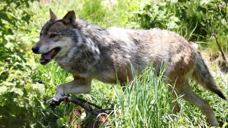 Loup y es-tu? Le loup refait parler de lui dans les Pyrénées!