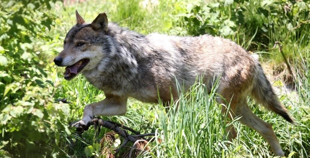 1444x920_loup-gris-france-2015 t.jpeg