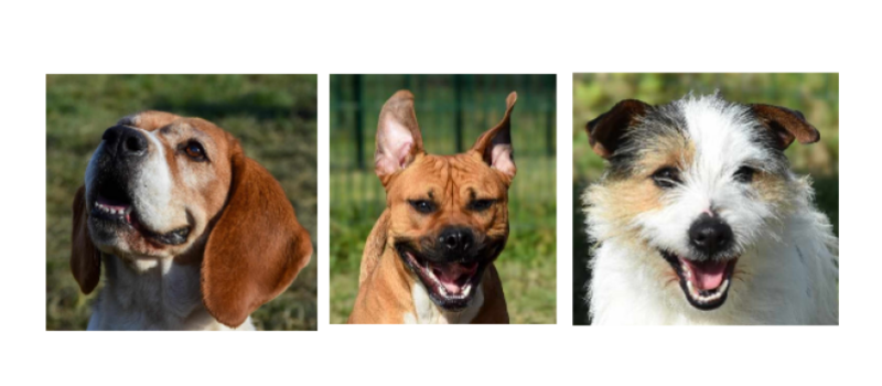 Maya, Balthazar et Obito, les trois petits nouveaux de la semaine !