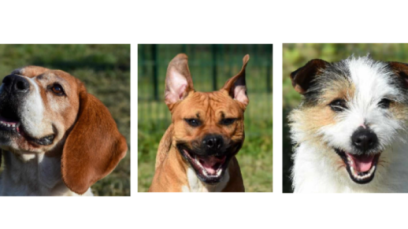 Maya, Balthazar et Obito, les trois petits nouveaux de la semaine !
