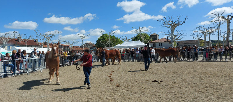 Fête du cheval 2025: un week-end entier en préparation !
