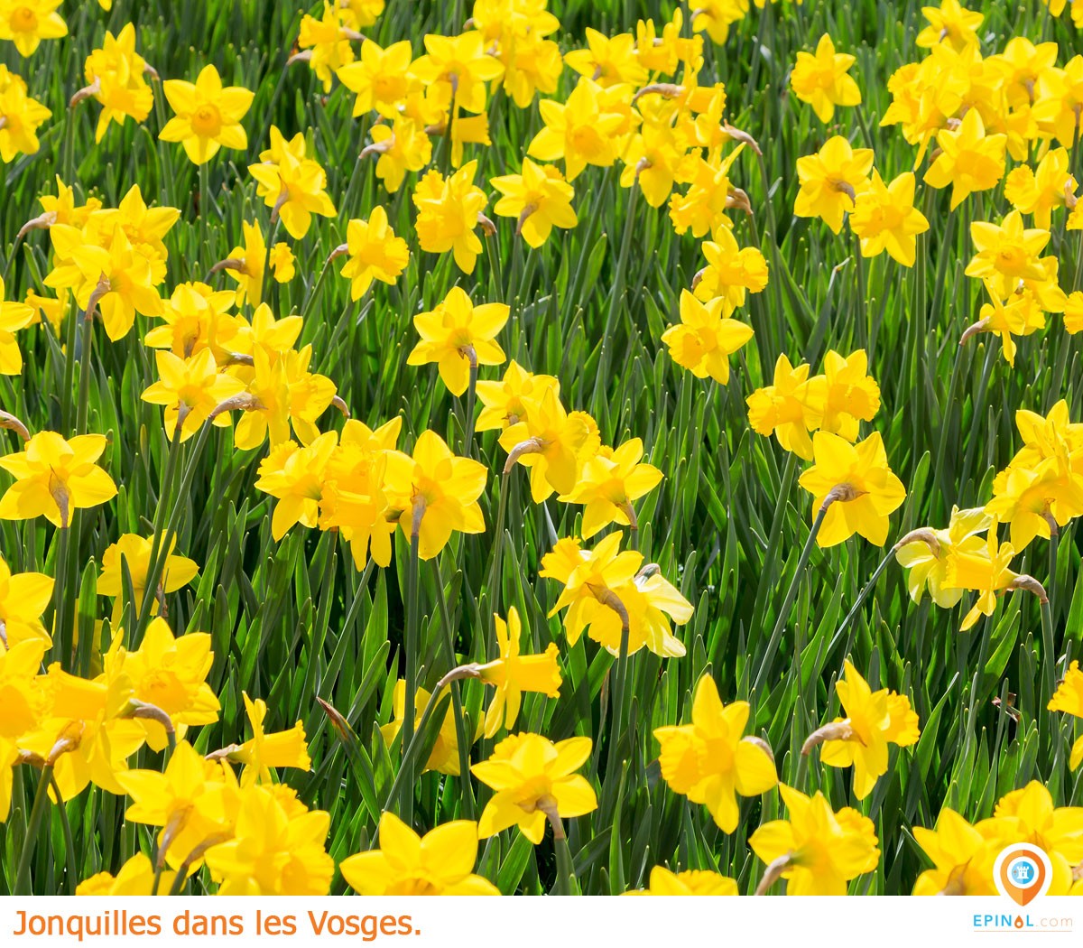 y-a-t-il-des-jonquilles-dans-les-vosges.jpg