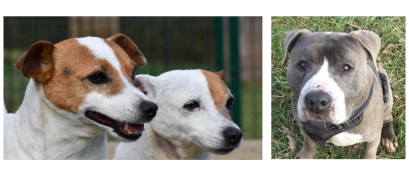 Cette semaine Batman et Joy en adoption double et Lenox en attente d'une famille d'accueil