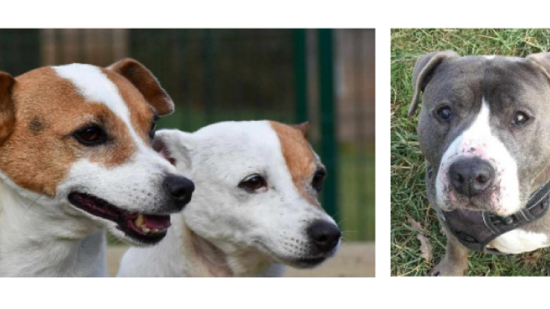 Cette semaine Batman et Joy en adoption double et Lenox en attente d'une famille d'accueil