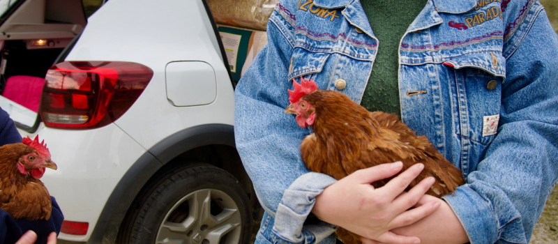 Champs Libres Aux Poules : un cap extraordinaire, 100 000 poules sauvées de l’abattoir
