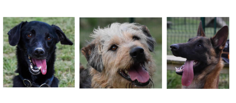 Brigand, Rocky et César à la une cette semaine !