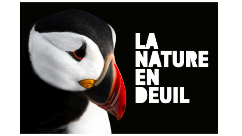 La Ligue pour la Protection des Oiseaux ( LPO) communique : la nature est en deuil