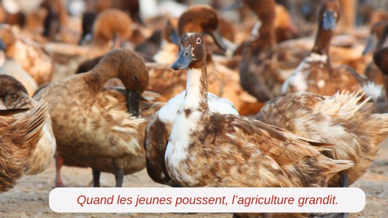 Nouveau revers pour l’agriculture : la filière avicole touchée par un nouveau désengagement de l’État !