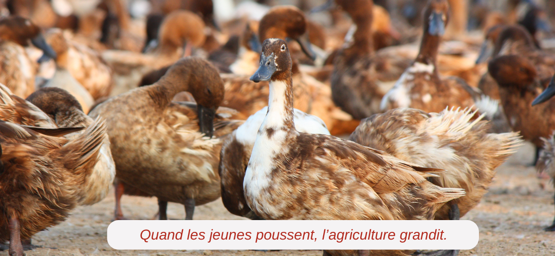 Visuel pour la presse T.png