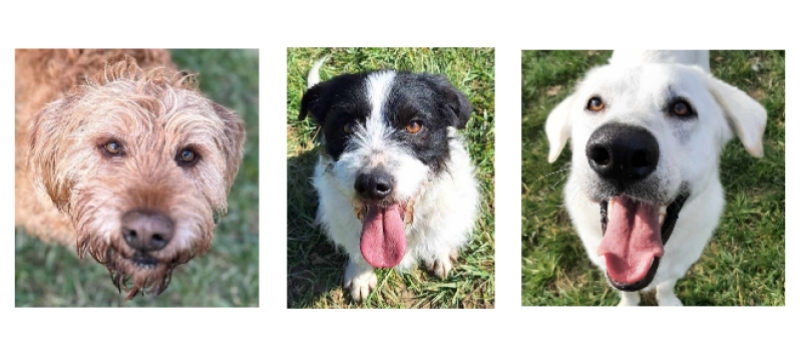 Nouk, Victor et Snow, les trois perles de la semaine !
