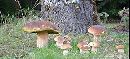 champignons cepes.jpeg
