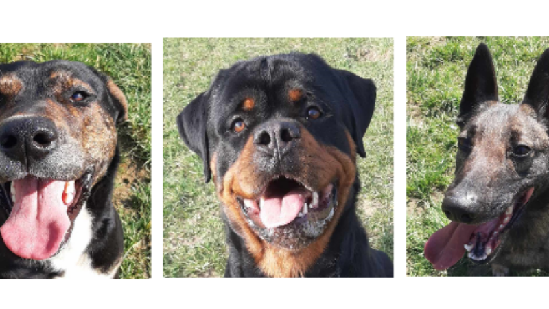 A la une cette semaine, Smoke, Tito et Kali !