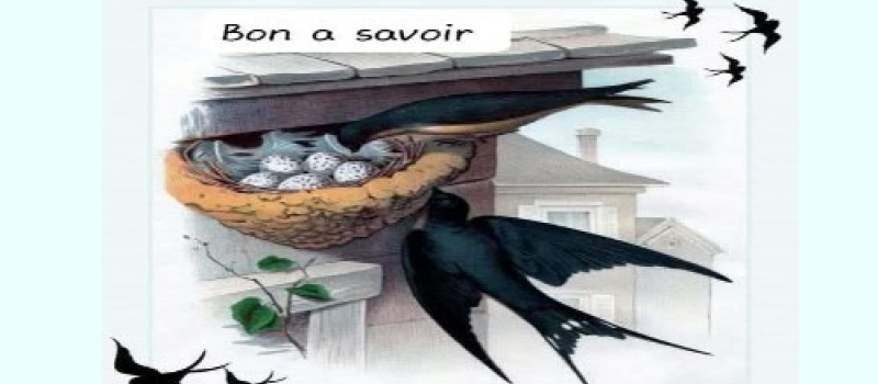 Bientôt le retour des hirondelles ...