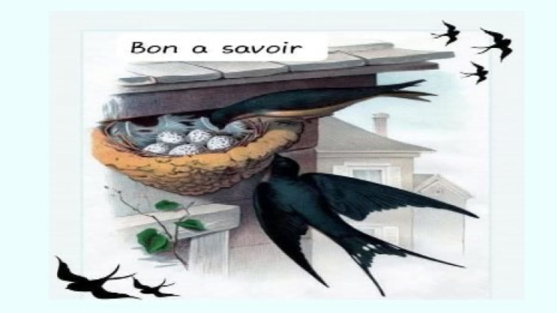 Bientôt le retour des hirondelles ...