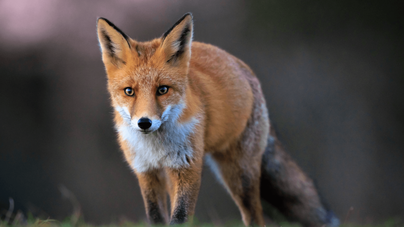 Abandon du projet d’étude sur l’alimentation des renards dans le Gers