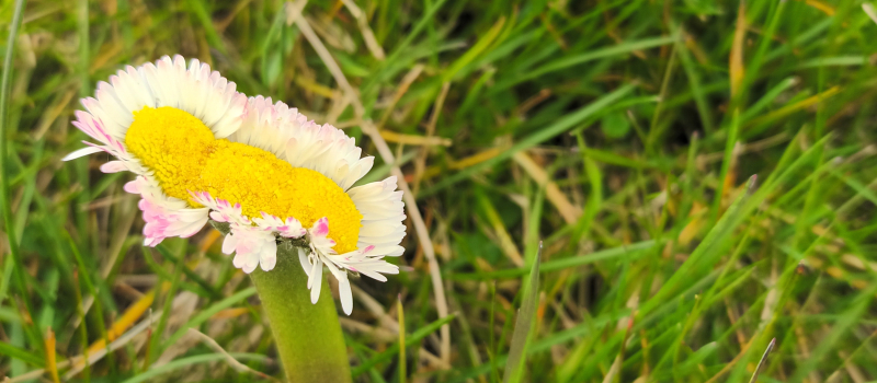 La Pâquerette, petite fleur du printemps pleine de surprise !
