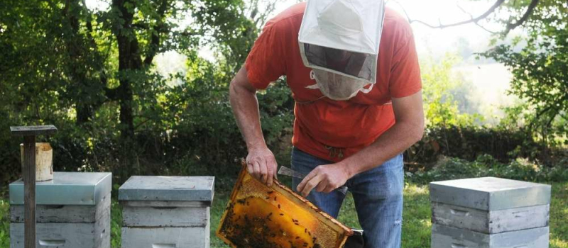 Apiculture : intempéries 2024