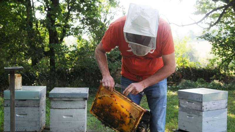 Apiculture : intempéries 2024