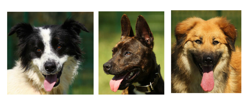 Les trois jeunes chiens de la semaine, Freedom, Lucky et Stella