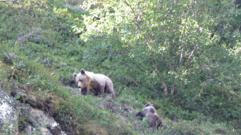 Avec de nouvelles reproductions en 2024, la population pyrénéenne d'ours poursuit son développement