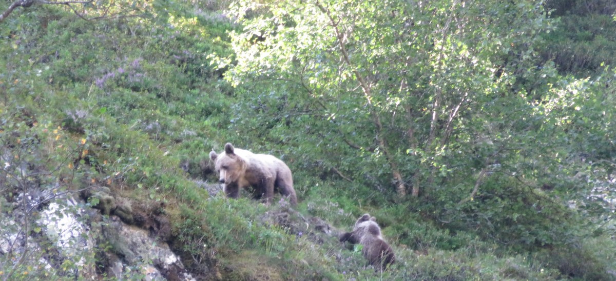 Ours-brun_portee-F036-F167_12-08-2024-Couflens_bd T.jpg