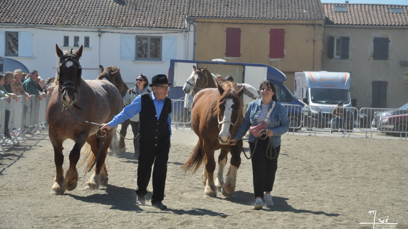 Fête du Cheval  : un événement à ne pas manquer !