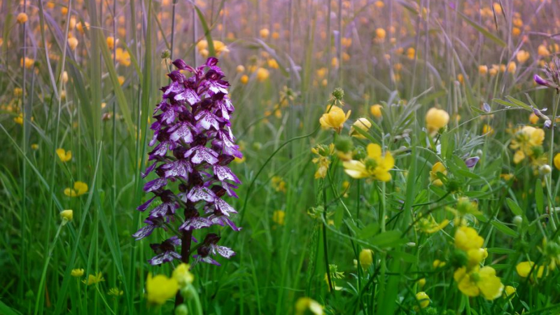 Plongez dans l'univers des orchidées sauvages le 1er mai !