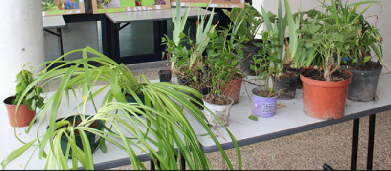 Venez troquer vos graines, plantes et boutures