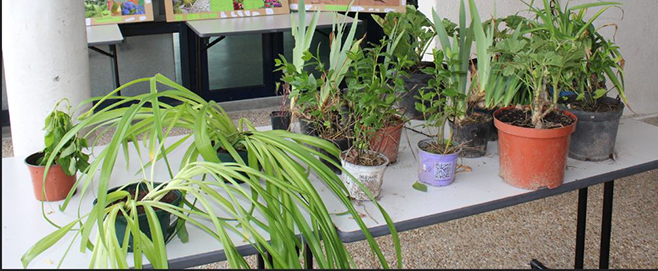 troc plantes.JPG