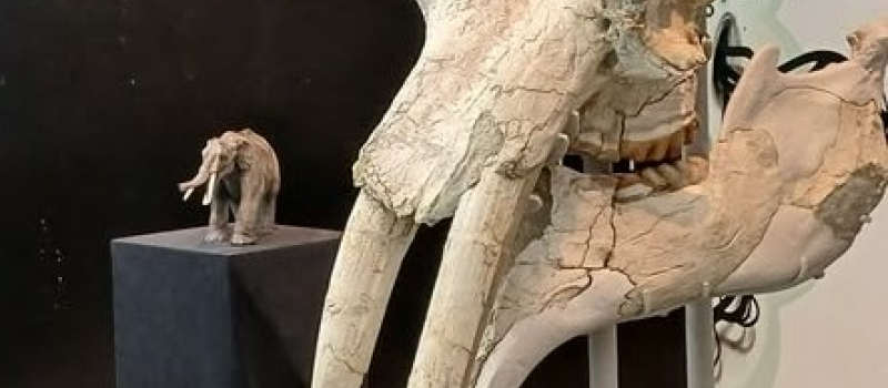 LeMastodonte des Pyrénées découvert à Montesquieu-Guittaut dans le Comminges.