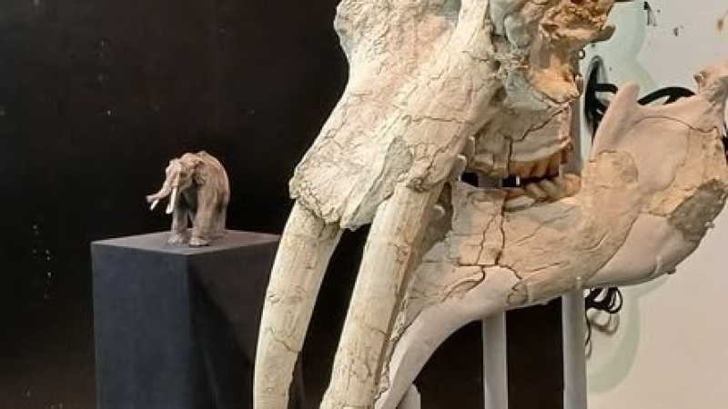 LeMastodonte des Pyrénées découvert à Montesquieu-Guittaut dans le Comminges.