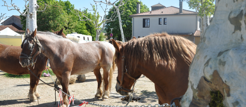 La fête du cheval à la radio mercredi !
