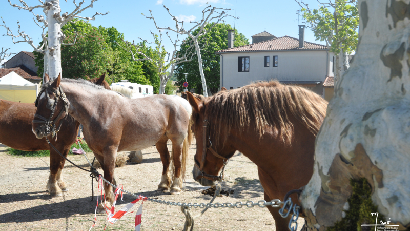 La fête du cheval à la radio mercredi !
