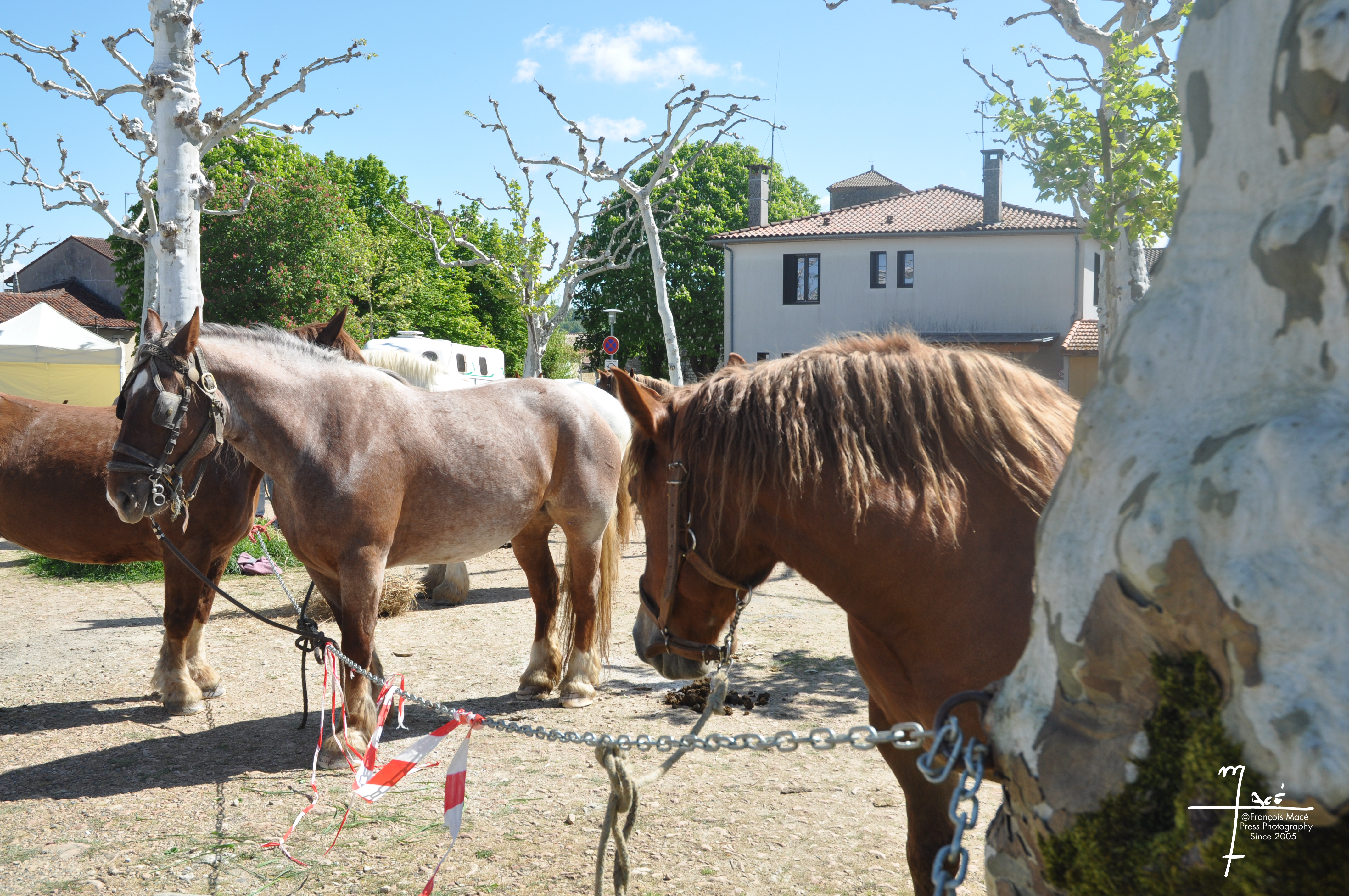 DSC_0402.jpg