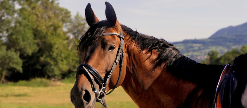 Venez fêter le cheval à Vic-Fezensac