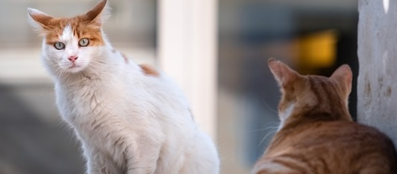 Campagne de stérilisation des chats errants