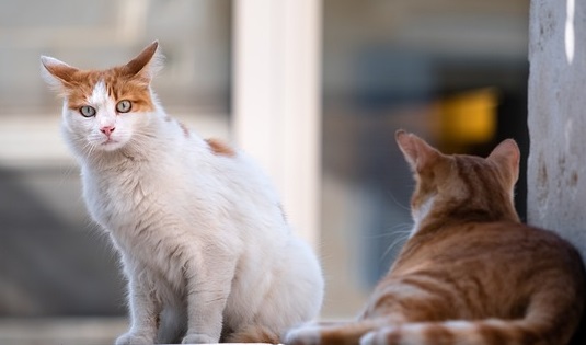 cats-5606202_640.jpg
