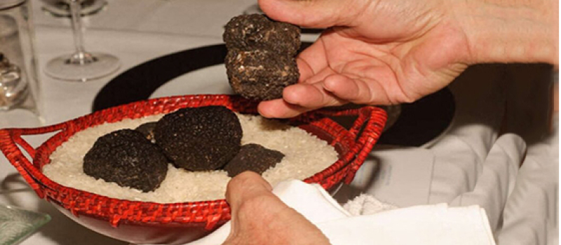 Tout savoir sur la truffe d'été